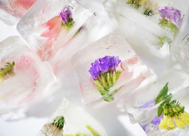 透明でおいしい氷の作り方 パーティに最適なカラフルフラワーアイスキューブも Entermeets